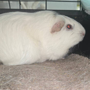 Rescue Guinea Pig Guinea Pigs for Adoption in San Jacinto, California - Brea | PetCurious